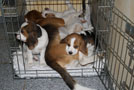 Beagle mit den Welpen im Käfig